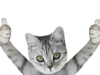 a cat holding his paws up in a thumbs up position
