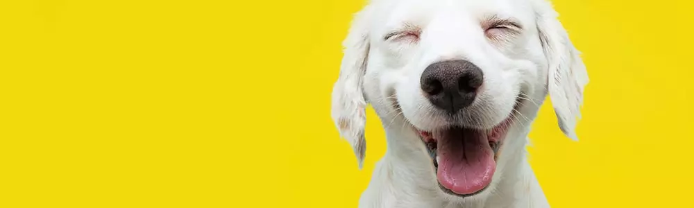 Smiling dog