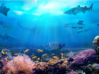 underwater view of coral reef with ocean creatures swimming round
